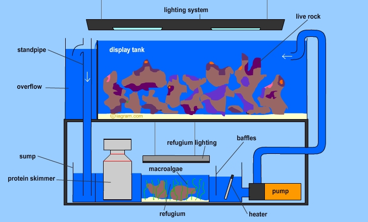reef tank diagram